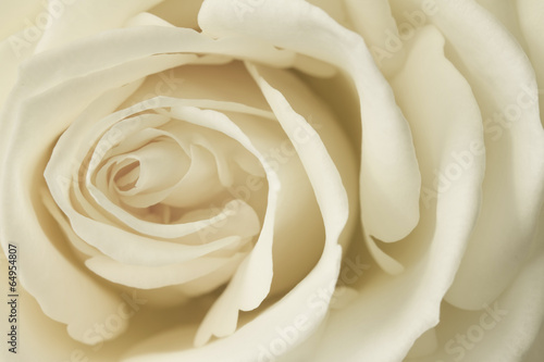 Naklejka dekoracyjna Close up image of cream rose