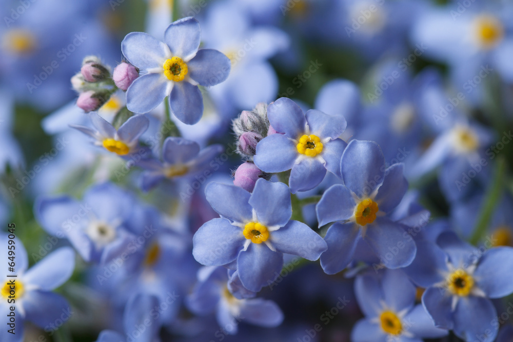 Beautiful floral background of blue forget-me-not - obrazy, fototapety, plakaty 