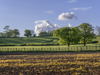 Wall Mural -  field