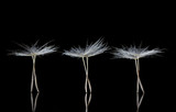 Fototapeta Dmuchawce - Dandelion Seeds resembling ballet dancers