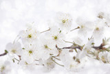 spring blossoms over white