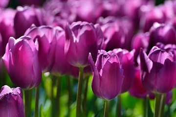 VioletteTulpen