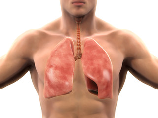 Wall Mural - Human Respiratory System