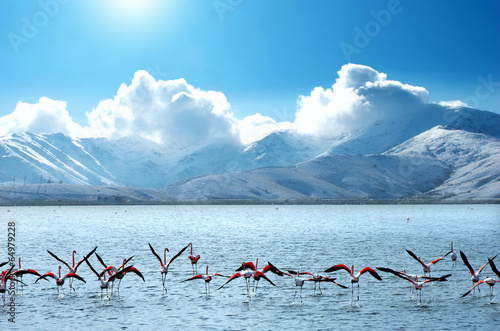 Plakat na papierze fotorealistycznym Flamingi