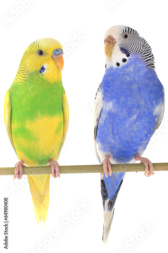 Dekoracja na wymiar  papuzka-falista