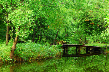 Wall Mural - Beautiful forest