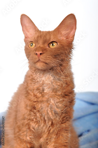 laperm katze portrait stock foto adobe stock