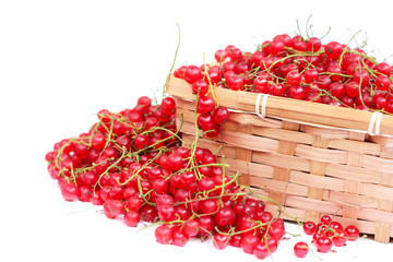 Wall Mural - Harvested red currant