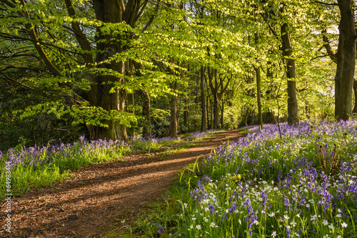 Obraz w ramie Path through Bluebell Wood