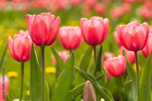 Plakat na papierze fotorealistycznym Różowe kwiaty tulipanów