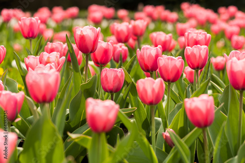 Plakat na papierze fotorealistycznym Różowe kwiaty tulipanów