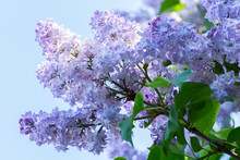 Blue Lilac Flowers