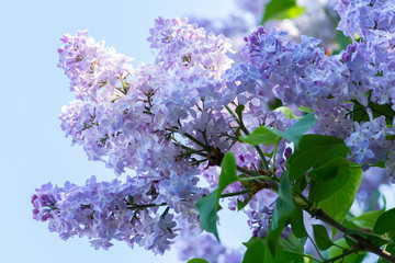Fotomurales - Blue lilac flowers