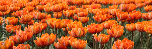 Fotoboard na płycie Wiosna tulipany w pełnym rozkwicie, tulipan festiwalu w ottawa, kanada