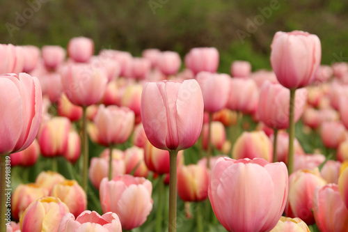 Fotoboard na płycie Wiosna tulipany w pełnym rozkwicie, tulipan festiwalu w ottawa, kanada