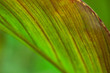 Canna leaf detail abstract natural leaf background