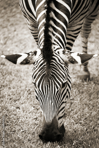 Board z aluminiowym obramowaniem Zebra, bliska