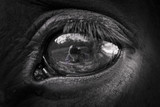 Fototapeta Konie - The Eye of the Horse