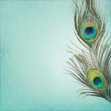 Vintage Background With Peacock Feathers