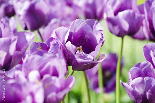 Plakat na papierze fotorealistycznym Fioletowy tulipan