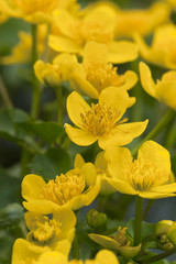 Sticker - Marsh marigold, Caltha palustris