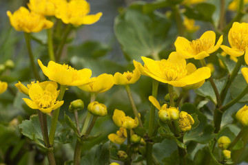 Wall Mural - Marsh marigold, Caltha palustris