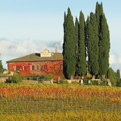 Wall Mural - fantastic tuscan landscape with vineyards and