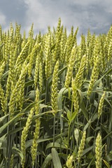 Green wheat field and blue sky.