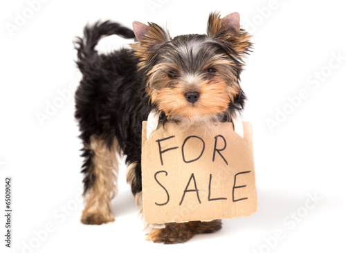 Yorkshire Terrier Puppy With Paper For Sale Sign Buy This Stock Illustration And Explore Similar Illustrations At Adobe Stock Adobe Stock