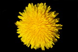 Fototapeta Dmuchawce - Dandelion (Taraxacum) blossom from the front