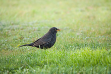 Blackbird Collecting Food