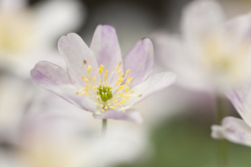 Sticker - Beautiful Wood anemones (Anemone nemorosa)