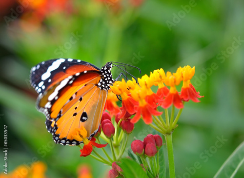 Tapeta ścienna Motyl na pomarańczowy kwiat