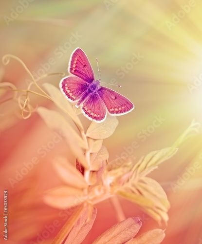 Tapeta ścienna Mały motyl na trawie wiosną