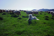 Tatra Sheepdog - Herding Dog In The Pieniny.