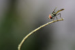 Sirfido - (Syrphidae)