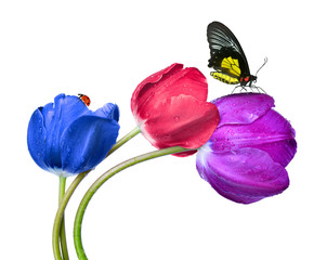 Wall Mural - Dewy tulips with butterfly isolated on white background