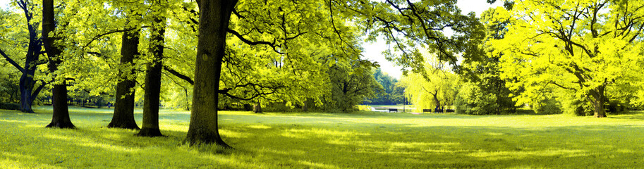 Lush forest