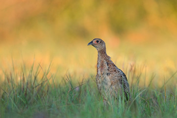 Wall Mural - Female pheasant - young