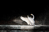 Fototapeta  - Swan rising from water and splashing silvery water drops around
