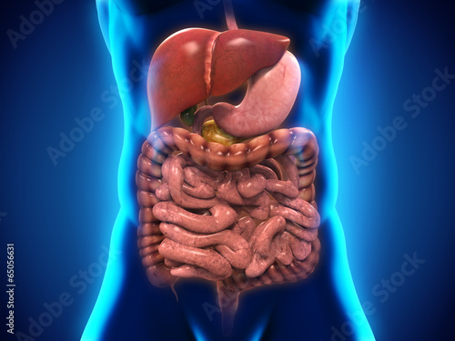 Naklejka - mata magnetyczna na lodówkę Human Digestive System