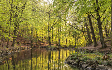 Dreamy forrest landscape