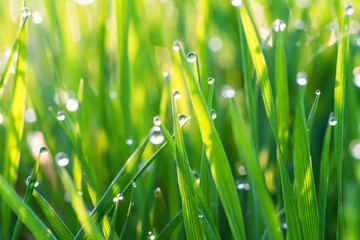 green grass on a lawn with dew drops