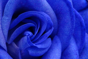 Details of blue flower rose