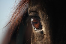 Close Up Of Brown Horse Eye
