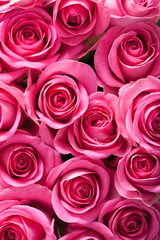 Fotomurales - beautiful pink roses background