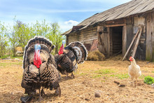 Pompous Blown Turkeys On Chicken Coop