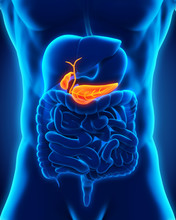 Human Gallbladder And Pancreas Anatomy