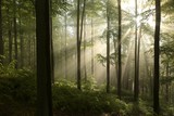 Fototapeta Las - Sunrise in the spring beech forest after rainfall