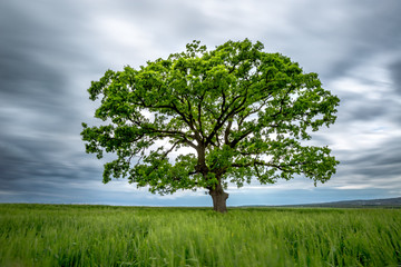 Blurred Long-Exposure green tree in a field